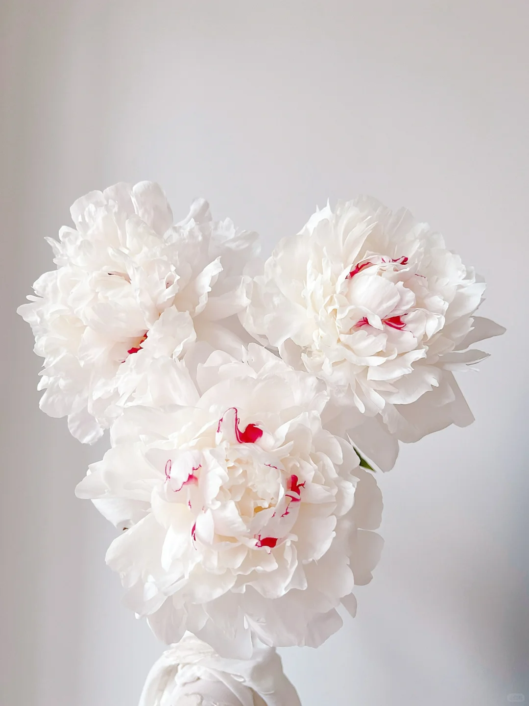 芍药季:花将入市,其名将离_花瓣_莎拉_养护