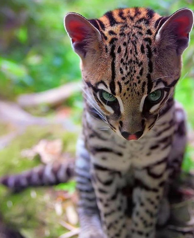 虎猫的孕育周期在两个月左右,生的数量也比较符合猫科动物的习性,通常