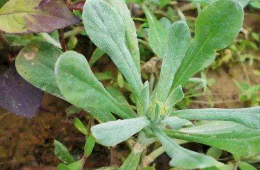 里制作清明的特色美食,就比如客家人做的清明糍粑,潮汕人做的鼠壳 