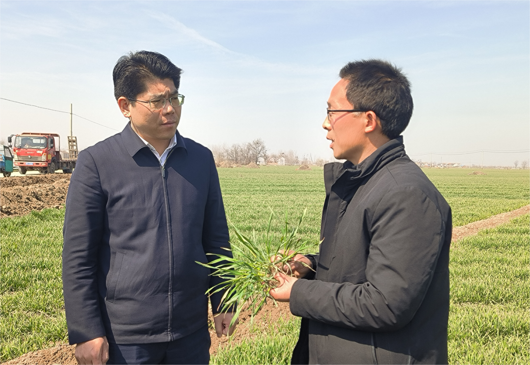 虞城县县长蒋验军调研麦田管理安全生产大气污染防治工作