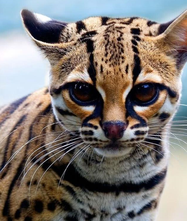 原创门口蹲着只奇怪猫咪走近去摸还卖萌