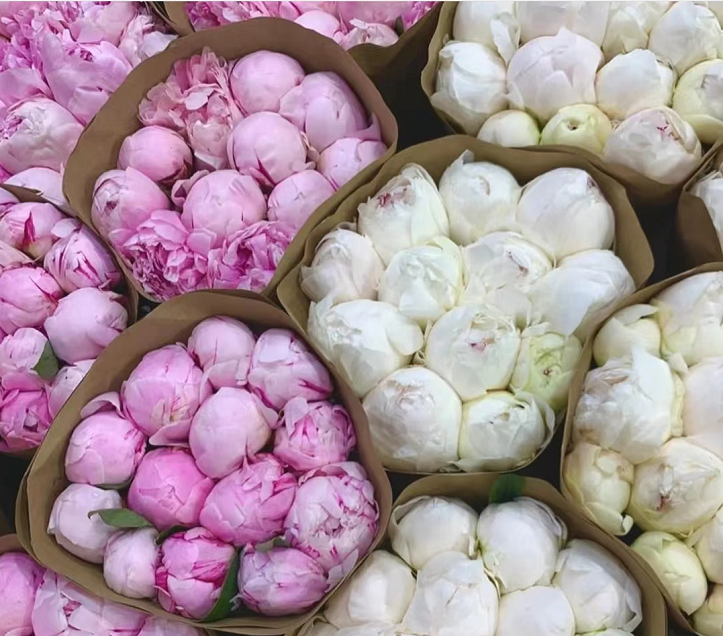 芍药季:花将入市,其名将离_花瓣_莎拉_养护