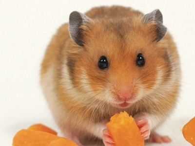 原创新手养什么仓鼠合适我们又如何给仓鼠保暖