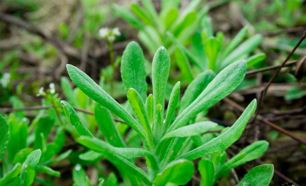 南方春天的野菜图片