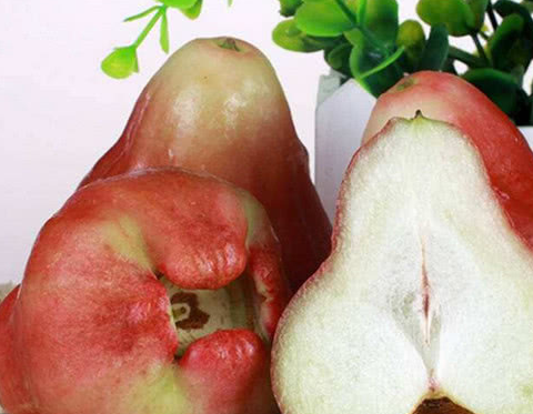 原创吃过这种坚果却不知道它原来长在树上果实被误认成莲雾