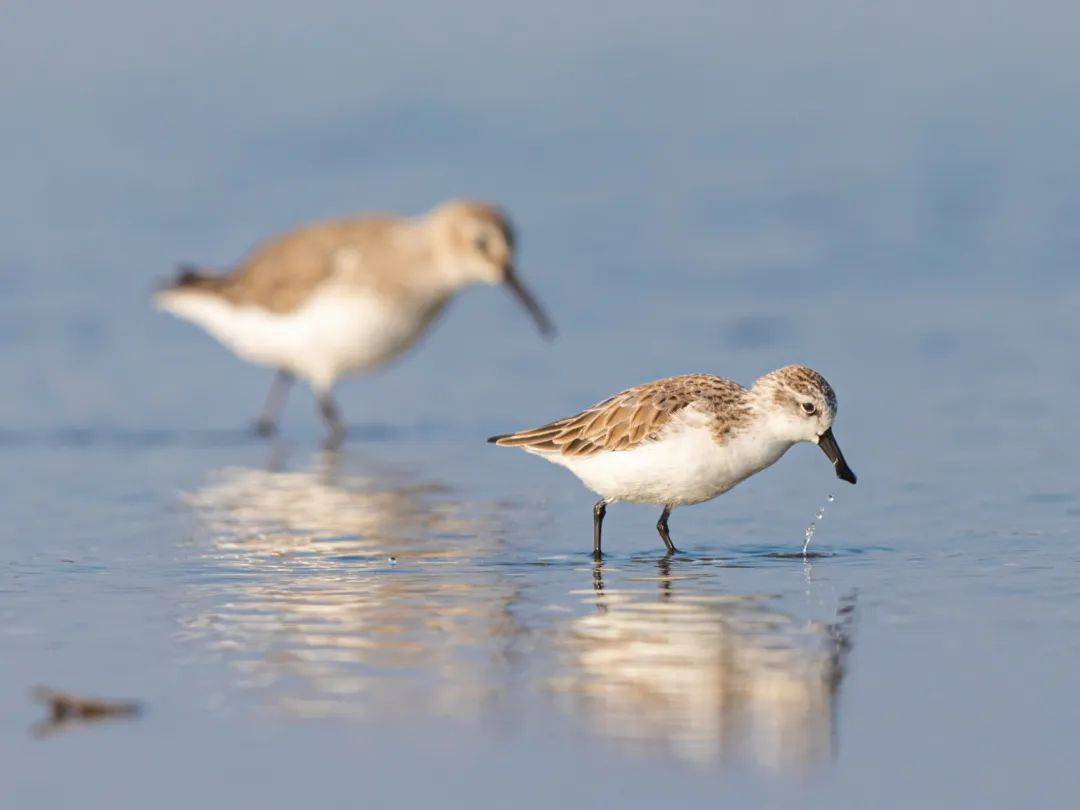 原创倒计时萌鸟勺嘴鹬濒临灭绝只剩700只存活