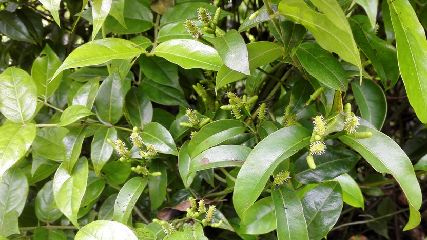 这草药颜色很黑,是治疗风湿骨痛,手脚麻木的好药_麻藤_小叶_筋骨