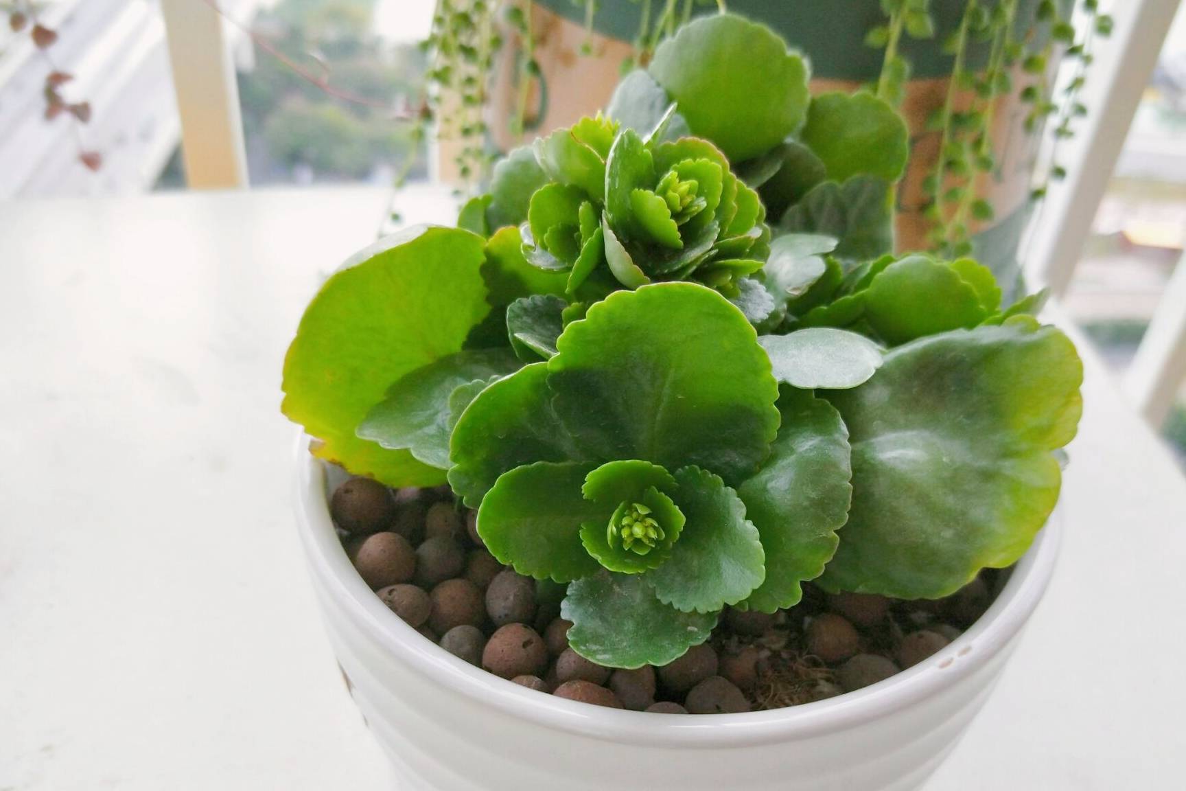 长寿花长满花苞,距离开花只差1步,如何养护开花?_时候_叶片_叶子