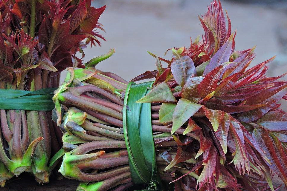 超过百元一斤的香椿,2019第一季度就无法实现"香椿财务自由"!_进行_蔬