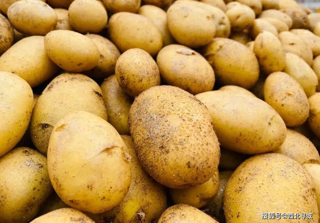定西土豆功不可没!_马铃薯_洋芋_中国
