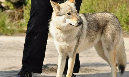 原创这个帅犬排行榜看完不得不信帅爆了有没有你家的狗狗