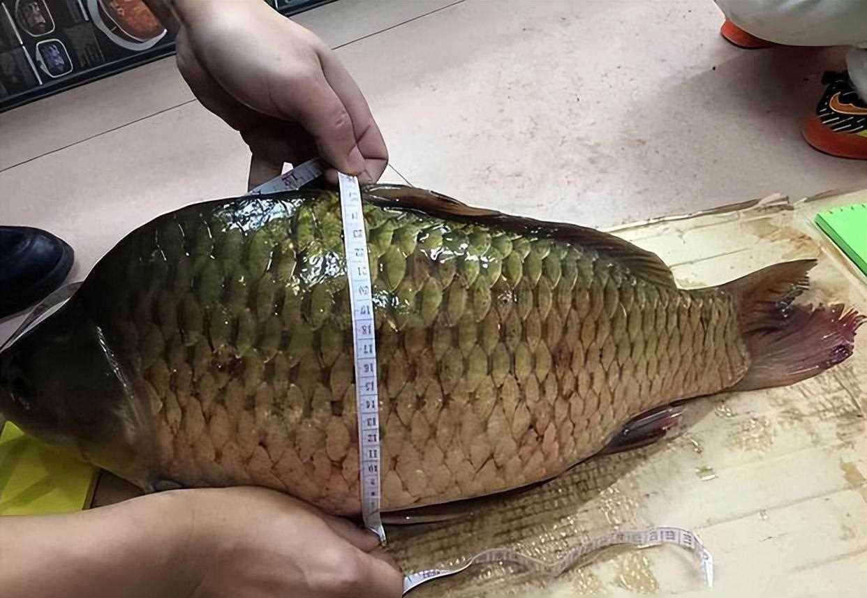 江苏男子钓获到七斤重大板鲫,发图炫耀却遭网友嘲讽_质疑_鲫鱼_钓友