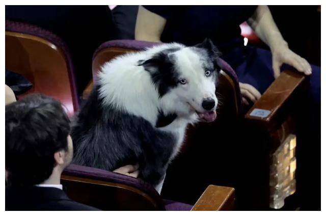 原创奥本海默大放异彩石头姐再夺桂冠狗星梅西惊艳登场