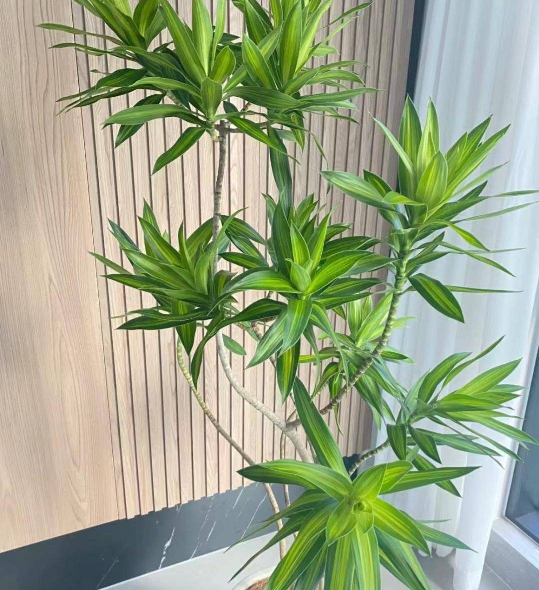 颜值爆表走红的绿植放玄关和客厅都高级