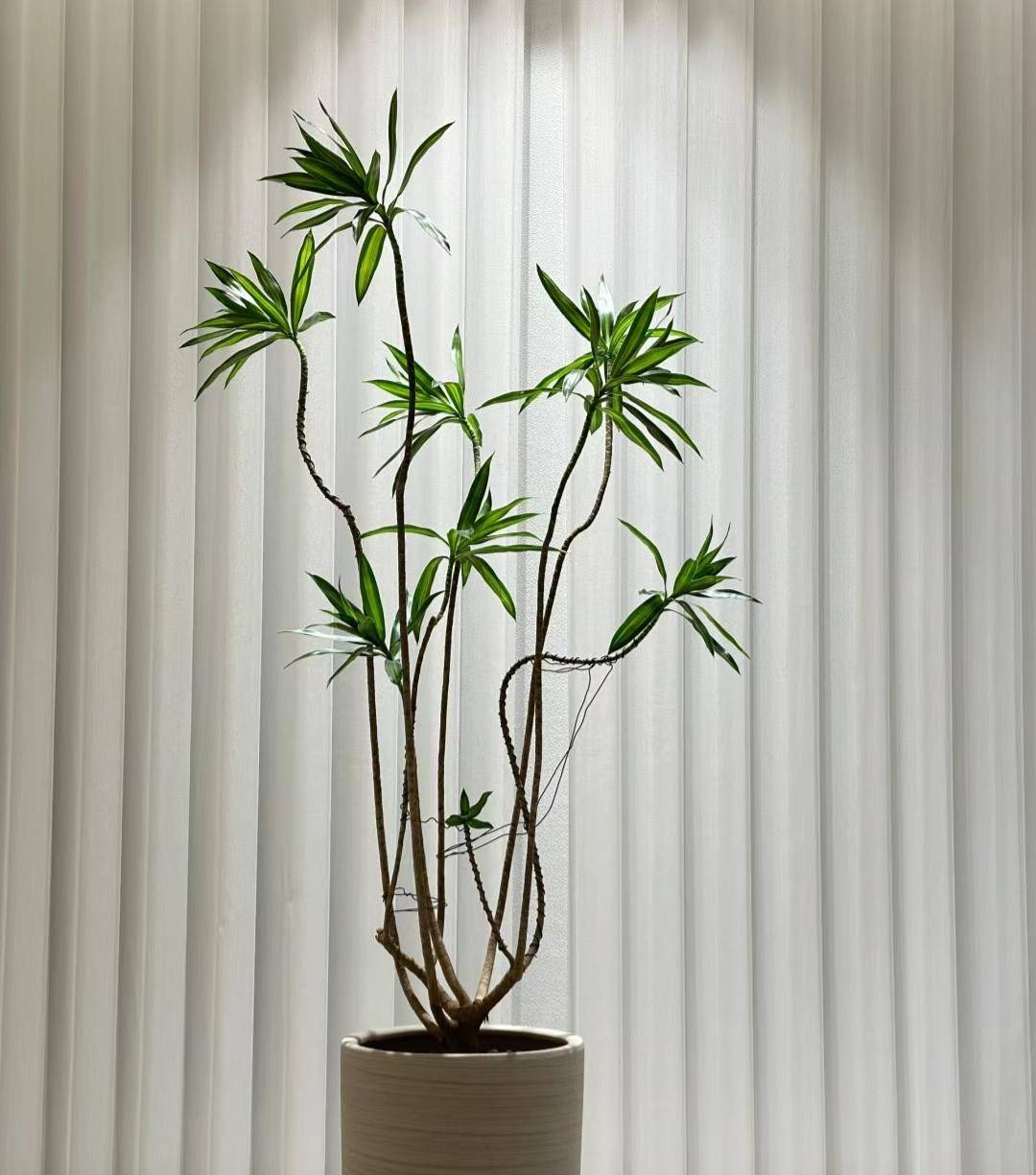 颜值爆表走红的绿植放玄关和客厅都高级