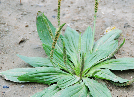 原创春天最全野菜罗列上你认识几种呢觉得哪种最好吃