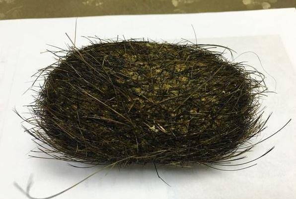 原创猪肚子里发现宝贝价值超过黄金专家却说就是块结石