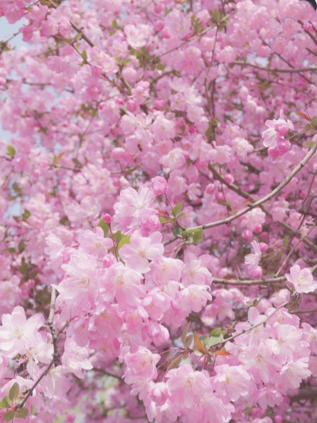 云南一种花因"花色太美"为"百花之尊"_海棠花_http_html