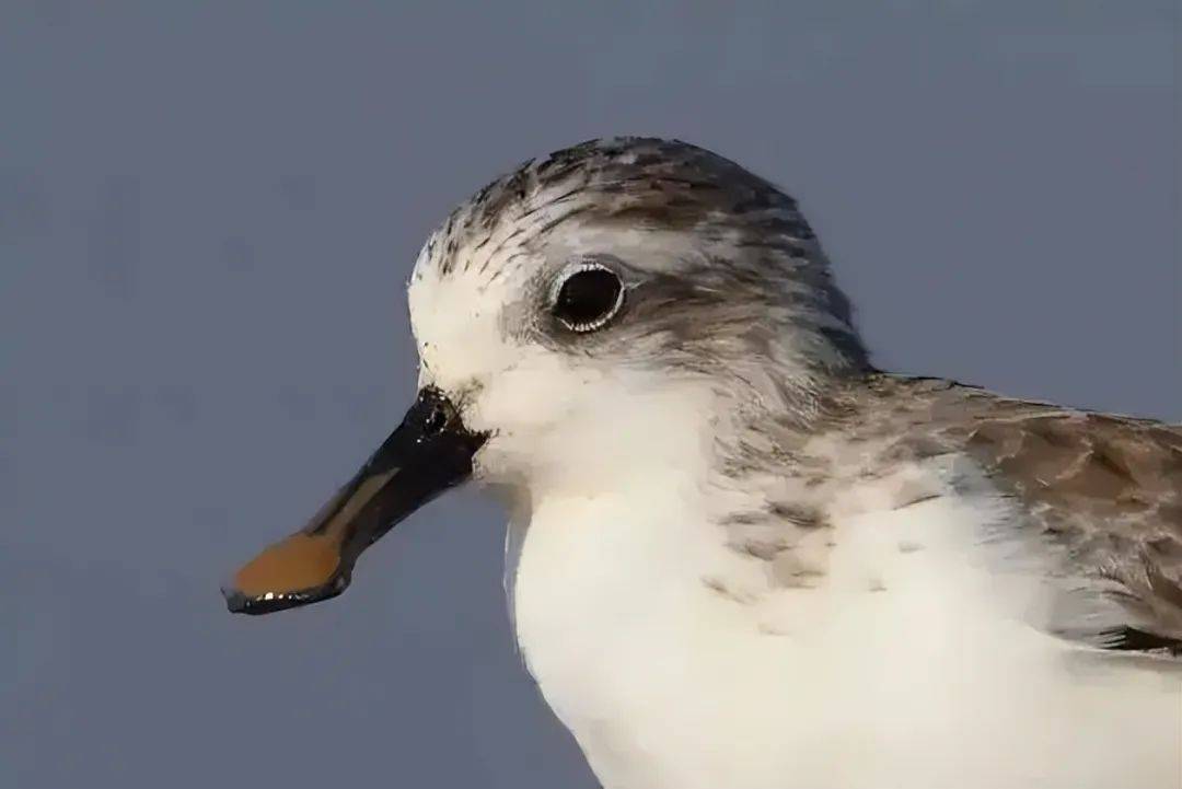 原创倒计时萌鸟勺嘴鹬濒临灭绝只剩700只存活