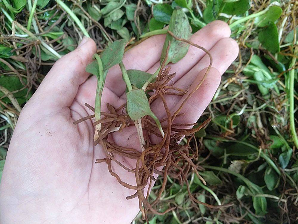 值得注意的是,一支箭在野外常常容易与另一种同样具有药用价值的植物