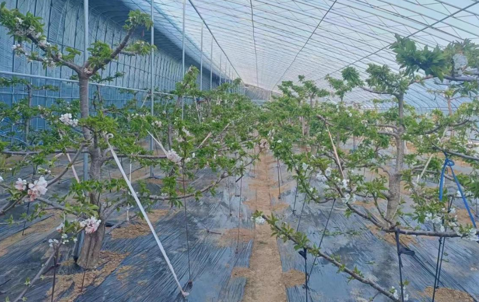 烟台招远市夏甸镇大棚樱桃花开早春意盎然满枝头