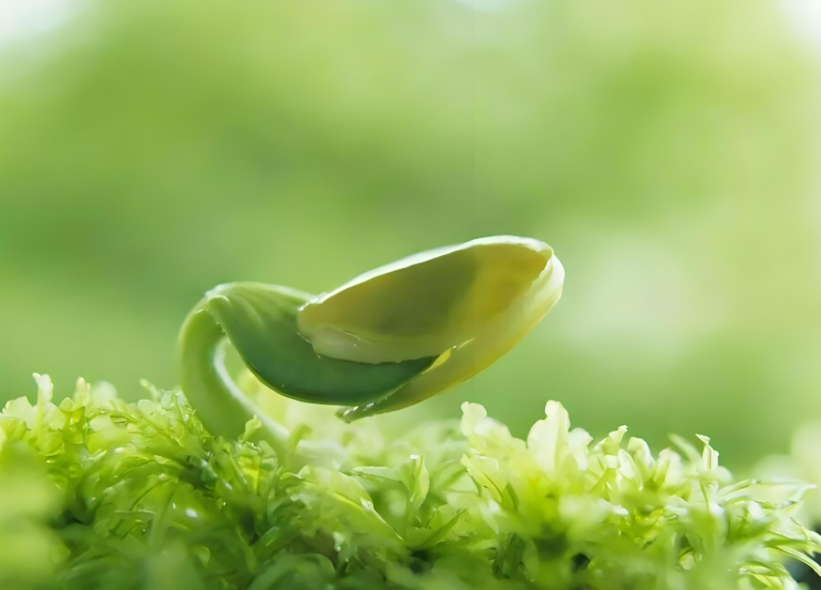 春之歌楼炳文近年咏春诗词一组