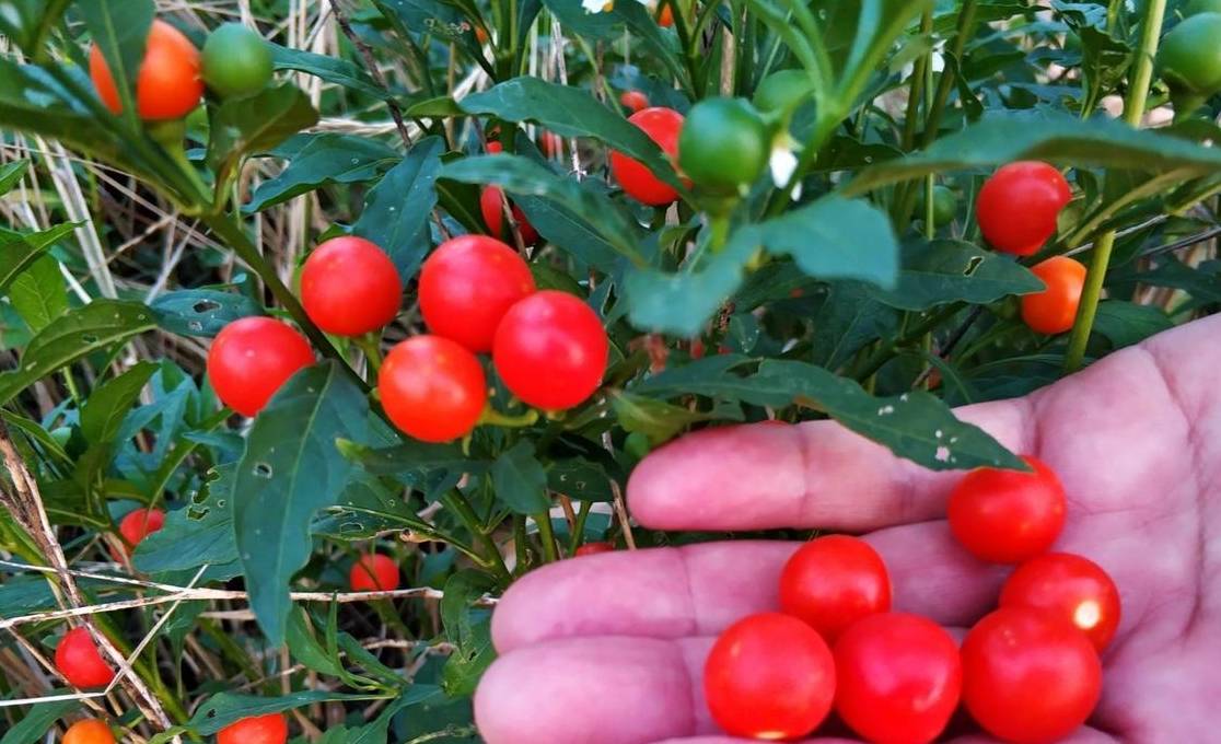 红的黄的小"金豆",养好很简单,一年能结500个果_果实_珊瑚_孩子