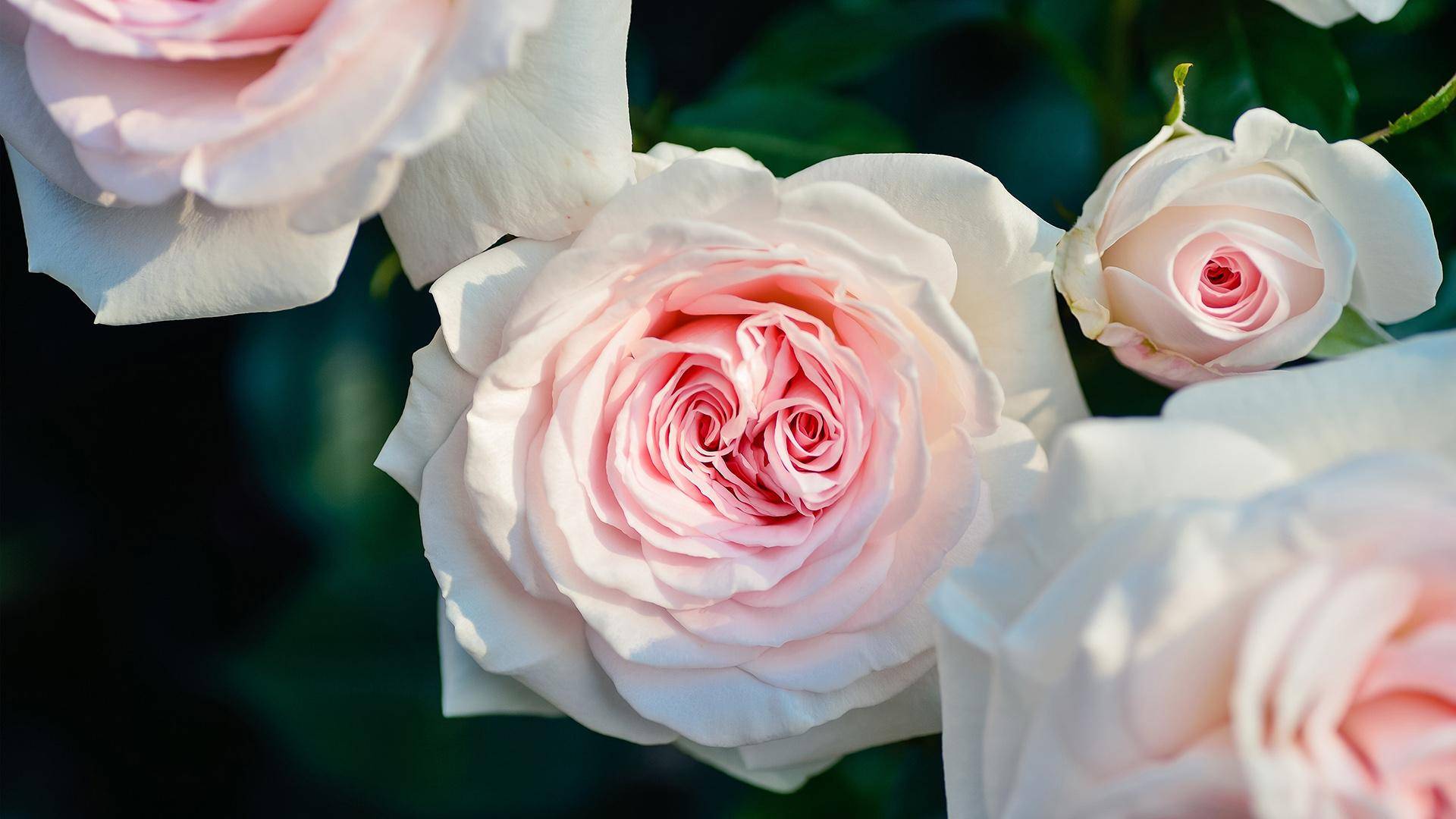 原创总喜欢贪小便宜的生肖目光短浅难成大器