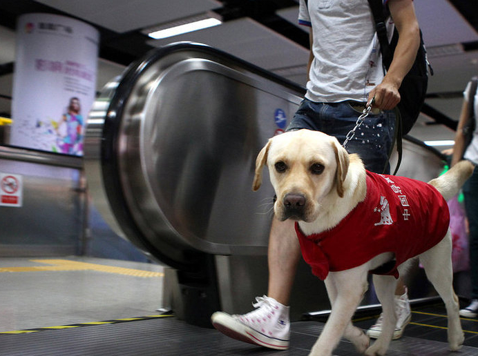 导盲犬进入咖啡馆遇不公,女孩怒怼顾客,网友:说得好_盲人_张小姐_女士