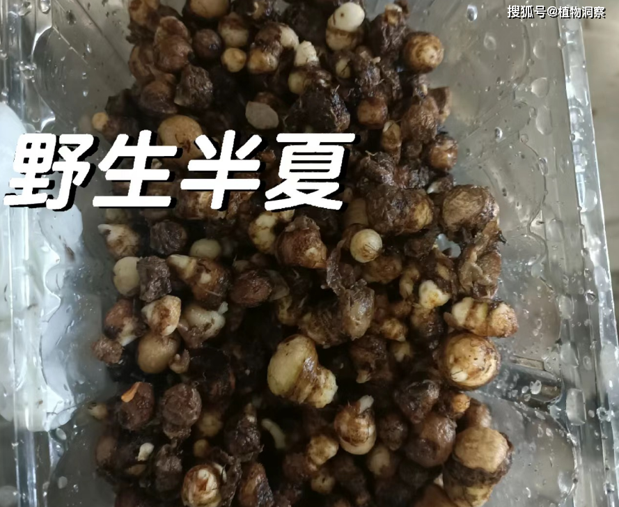 原创半夏又称地雷公狗芋头有3大作用价值极高农民朋友要了解