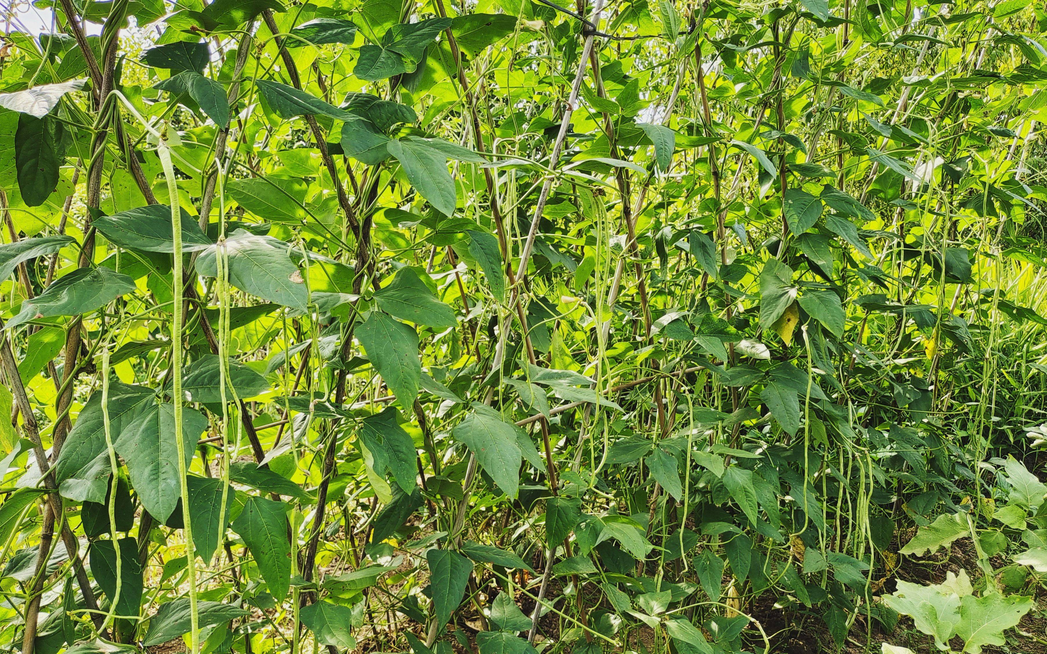 肖总_种植户_作物