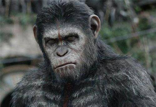 原创美国发现一只基因变异黑猩猩有人类一样的手指它能否持续进化