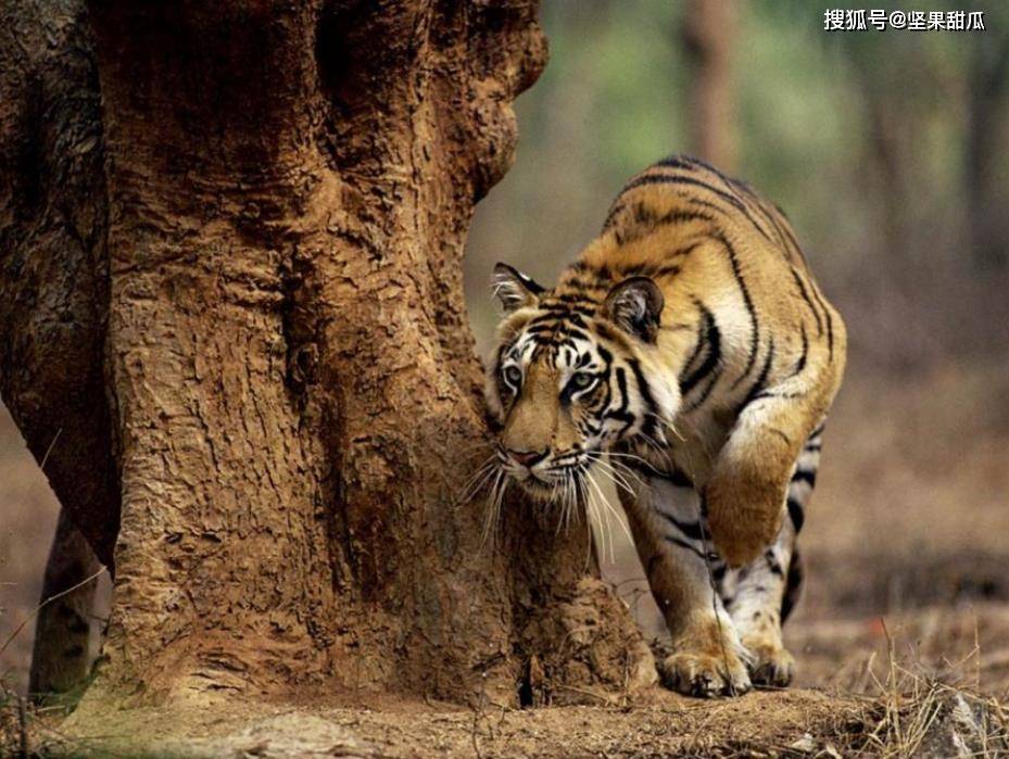 原创景阳冈武松打虎这段写的很生动其实也是非常真实不容置疑