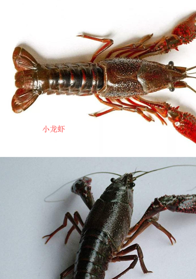 跟小龙虾像孪生兄弟,其实它才是正统,价高一半,遇到不要错过了