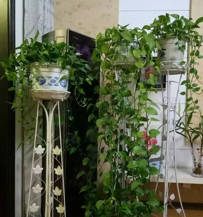 原创自制天然钾肥用来养绿萝新叶抽不停叶片巴掌大