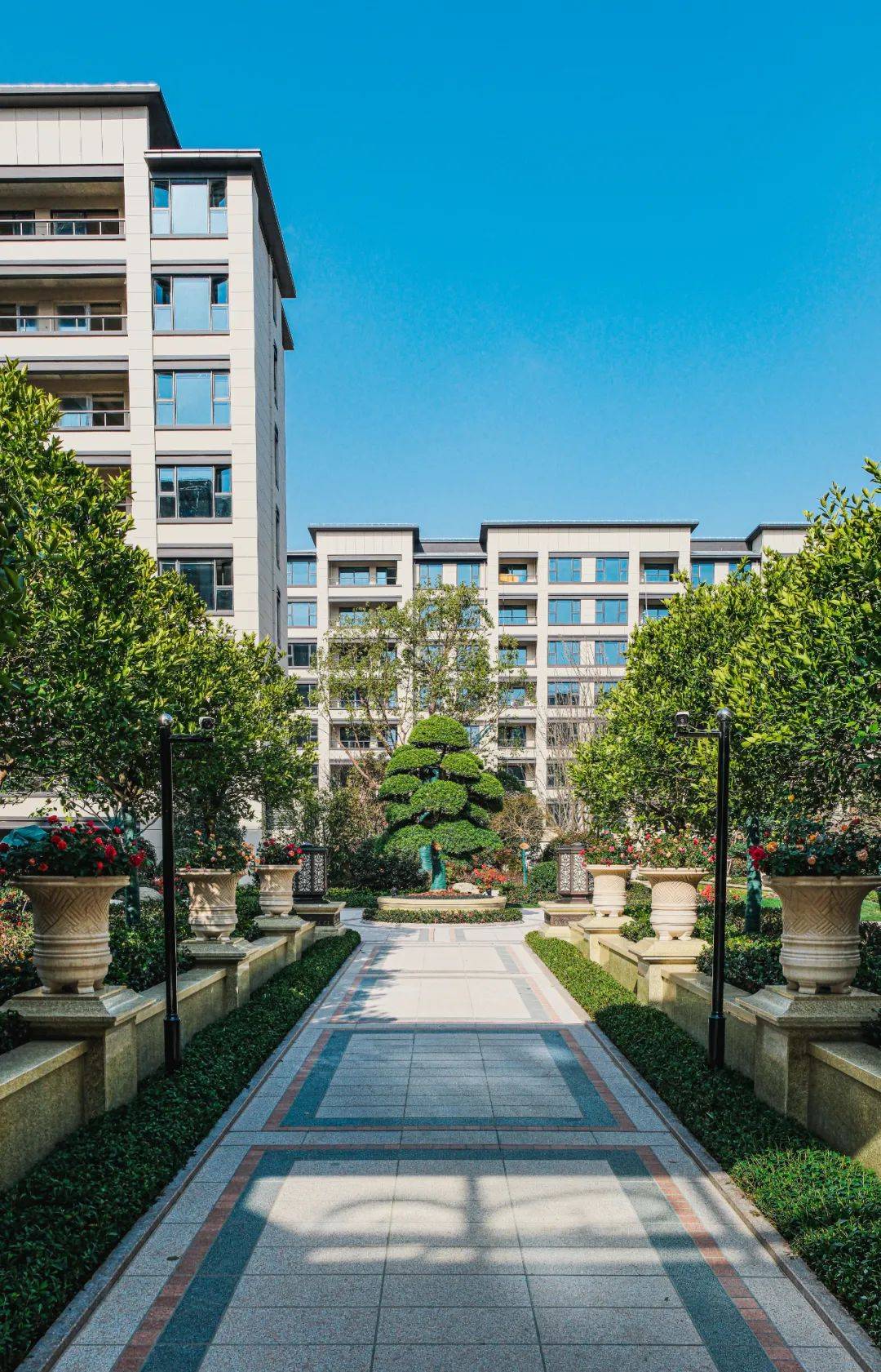 走进社区内部,可见一棵进口日本的罗汉松,如今正绽放着新的生机,其