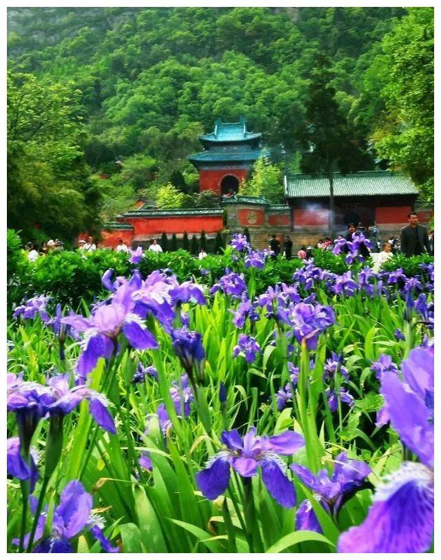 太极湖新区是欣赏武当水景的理想去处,湖光山色,青松翠柏,湖畔樱花