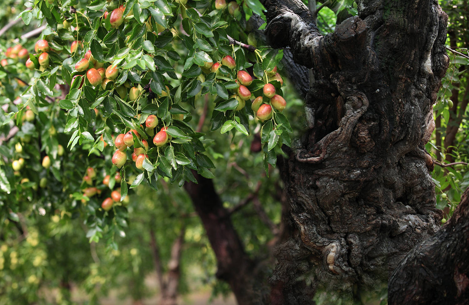 小枣"三味"——德州乐陵市发展金丝小枣产业纪实_红枣_枣树_产品