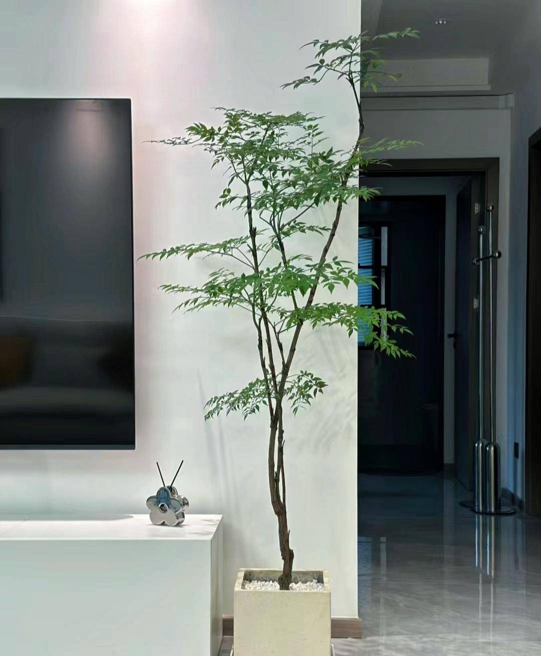 11种造型优美的绿植盘点_html_盆栽_艺术