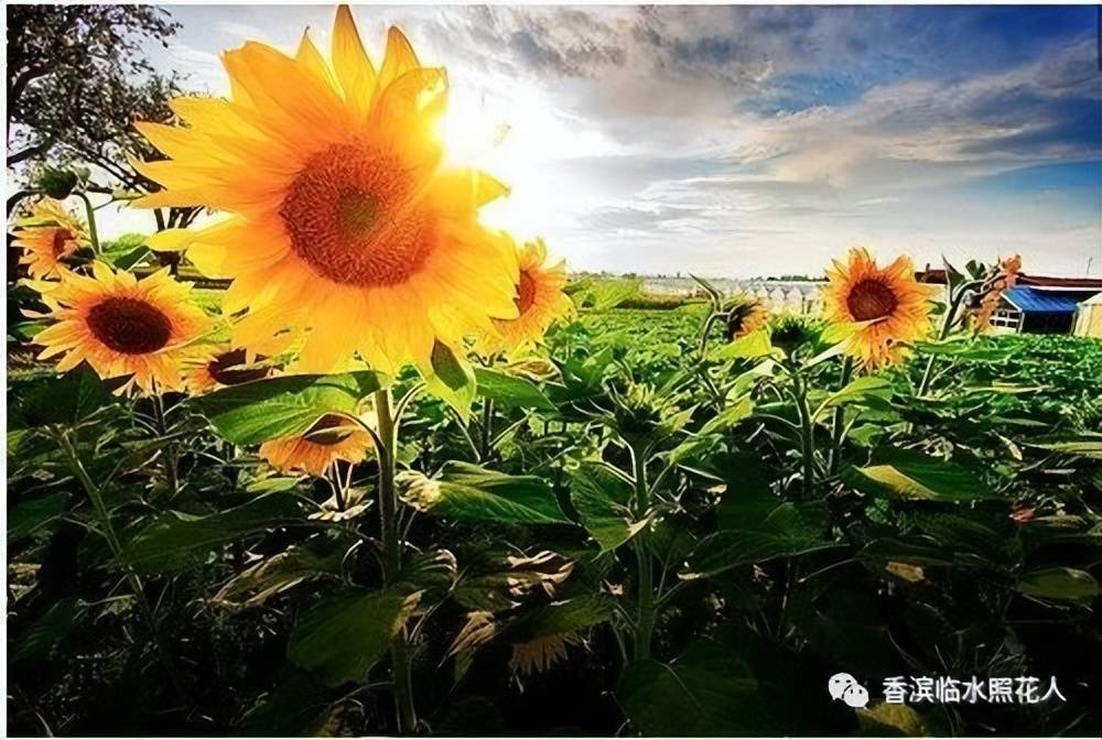原创思维导图画作文统编三年下齐鑫田我的植物朋友长寿菊