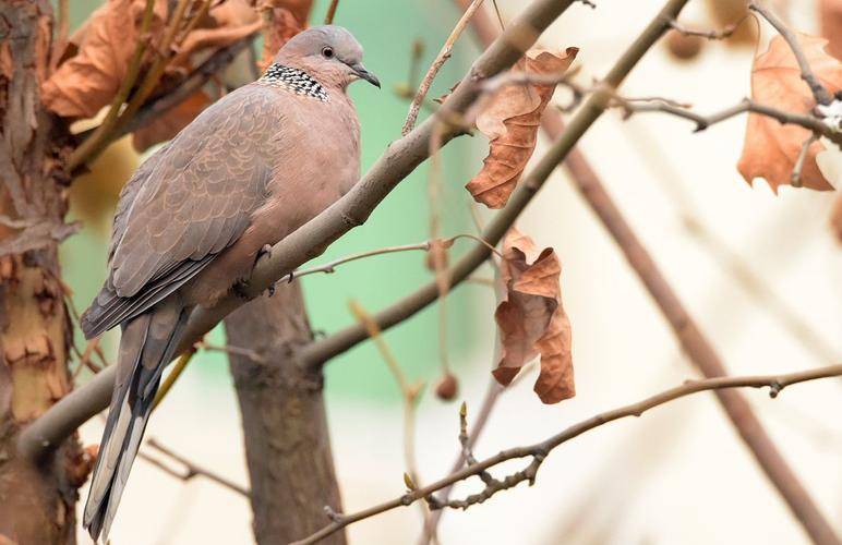 原创斑鸠不会筑巢吗斑鸠随处可见为何说吃它的肉会有很大的危害
