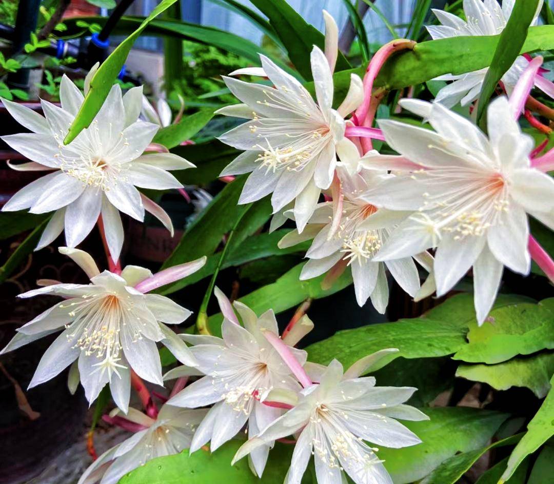 昙花盛开能有多美_html_http_www