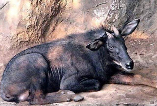 浙江老头发现四不像本以为是山羊专家赶到却立即封锁村子