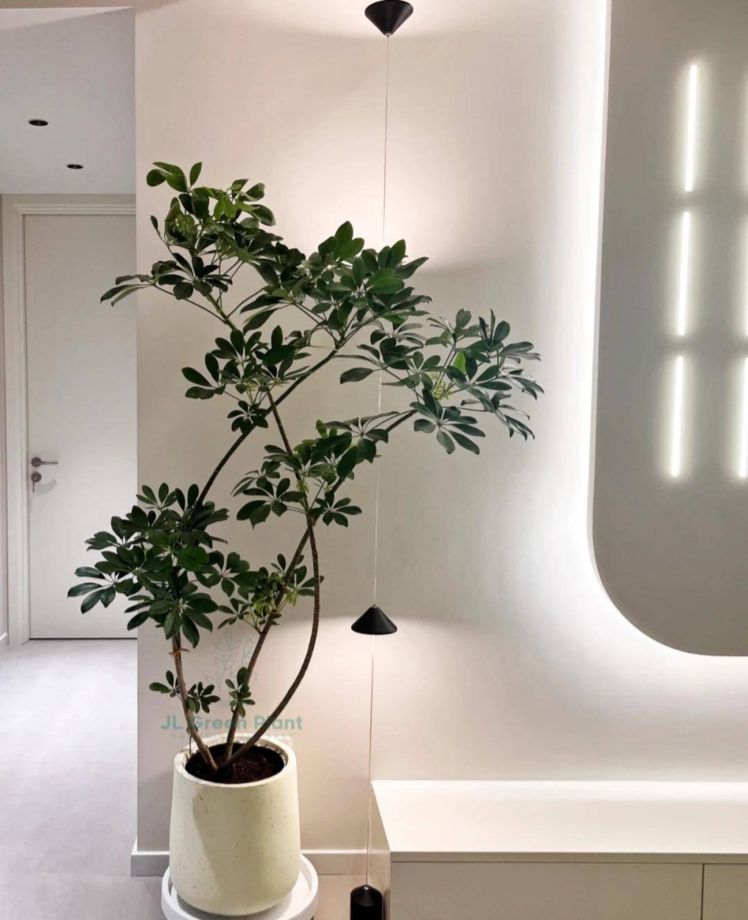 氛围感超强的绿植_www_html_造型