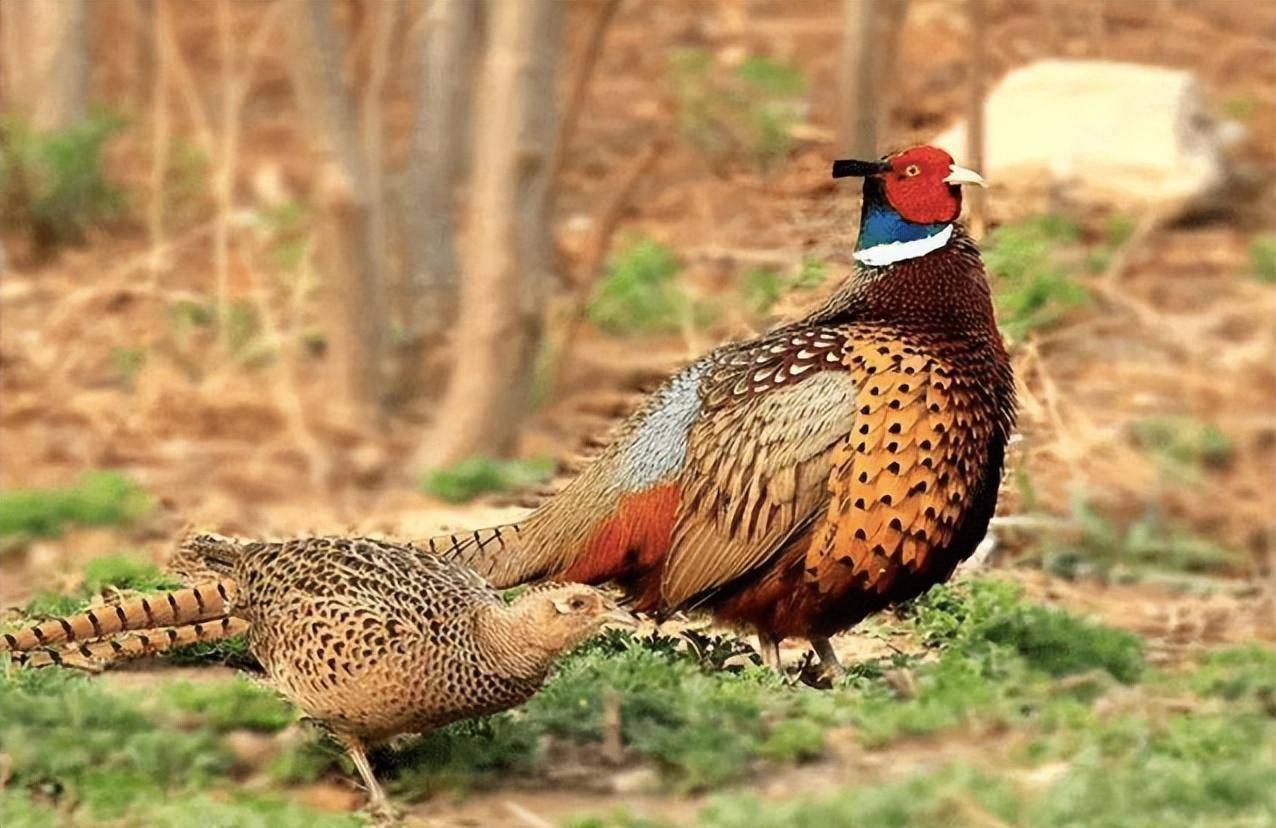 原创东北野鸡满天飞为何吃货却不敢下嘴因为真没人能惹得起