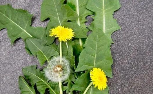 苦参常见2个搭配坚持洗2周霉菌性阴道炎不反复