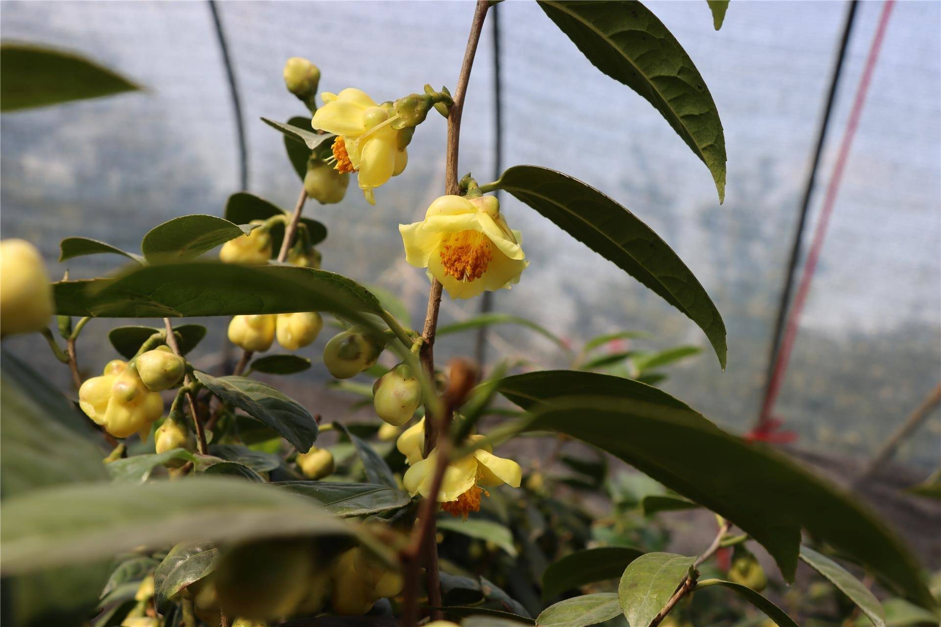 婺城茶花经济持续盛开