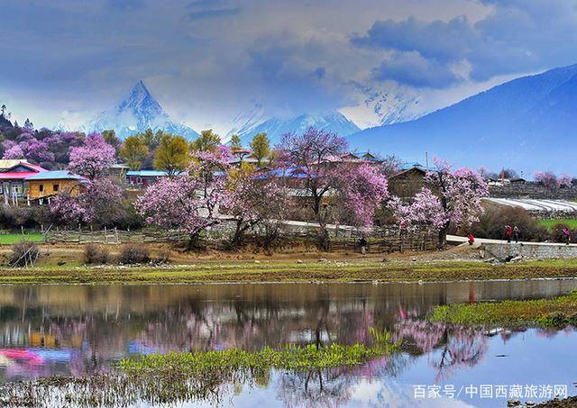 西藏林芝旅游攻略,去西藏林芝玩看这篇就够了_鲁朗_景区_林海
