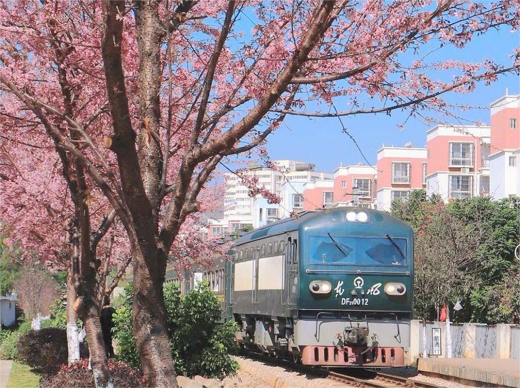 2024开远观光小火车赏樱路线时刻表票价