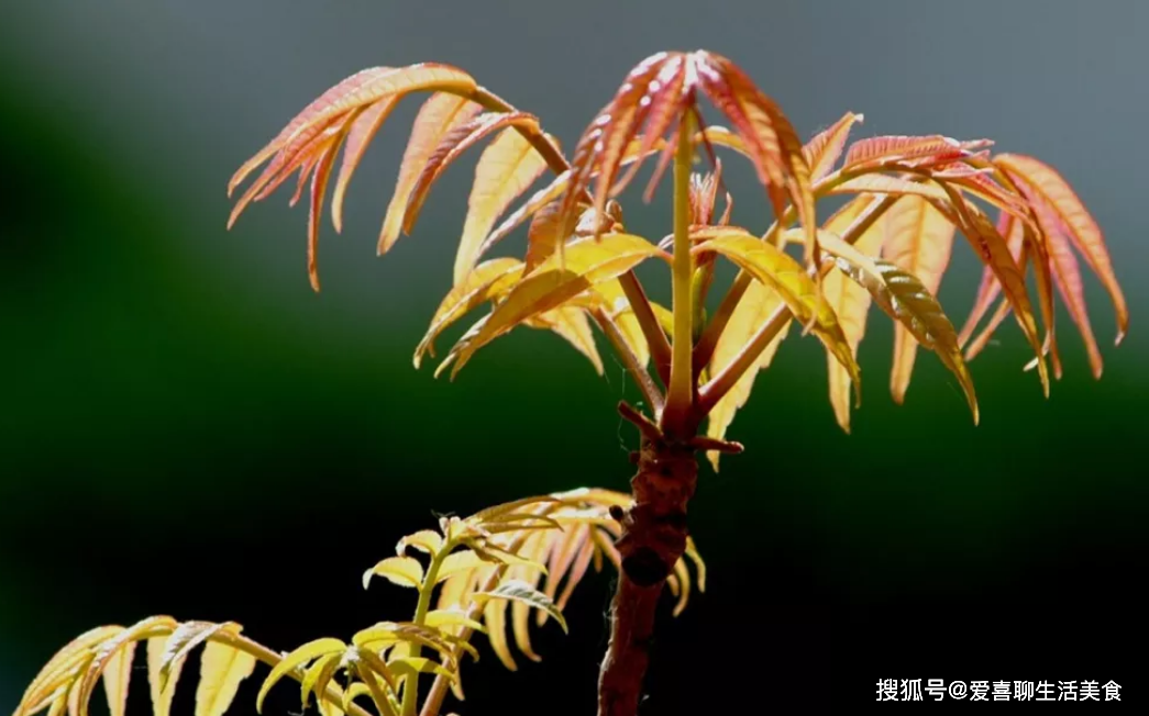 原创老人说春分吃3宝财气往家跑马上春分了3宝指啥咋吃受益